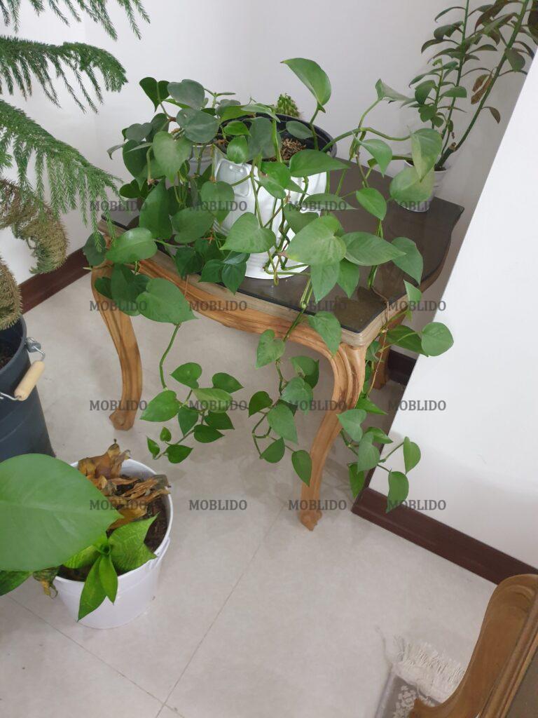 مبل کلاسیک و ست ناهارخوریش